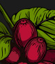 Thumbnail of coffee's red seeds and bright green leaves