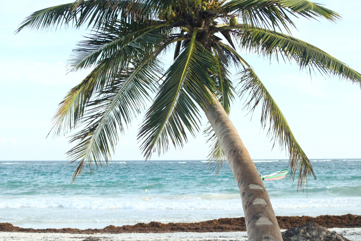 Ocean, palm tree, seaweed and sand, boat in the distance. Cancun, Mexico. Photo sold on Creative Market.